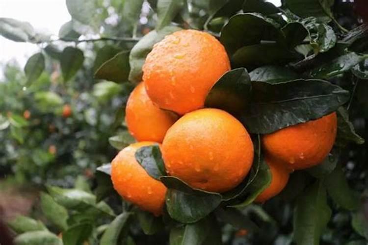 沃柑用什么肥料最好