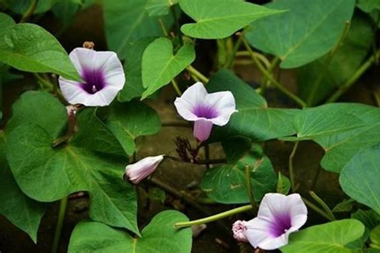 红薯叶面能喷尿素