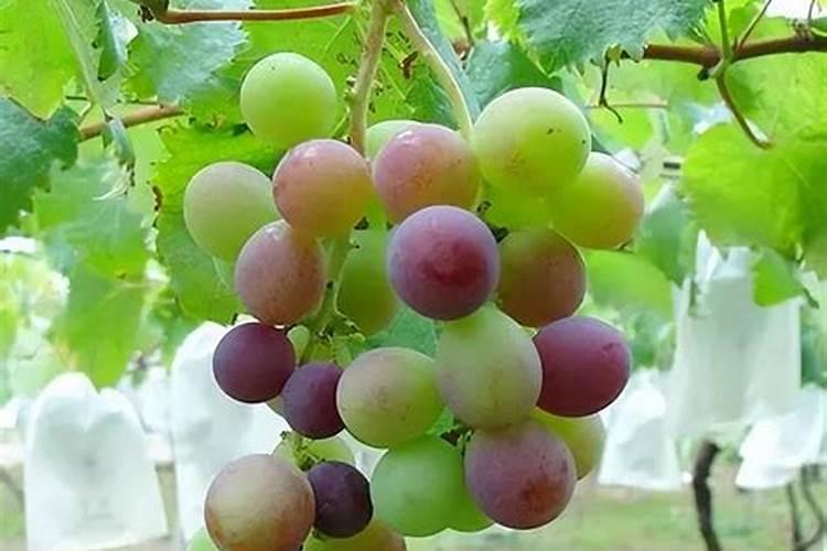 银川大学城的简介