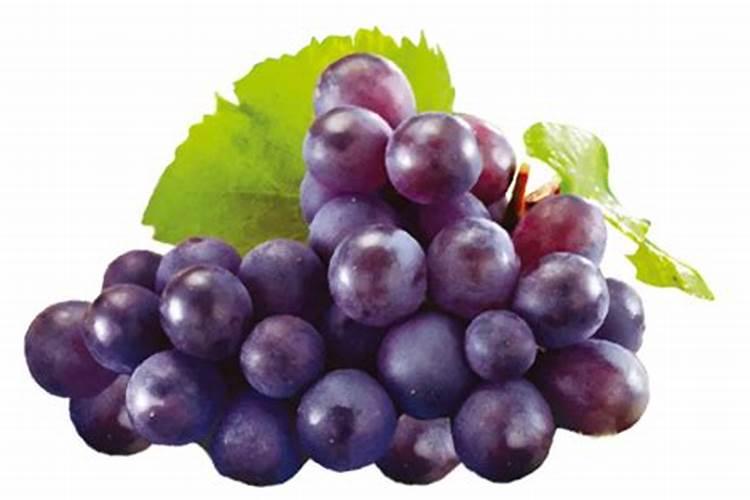 水养绿萝应加多少水