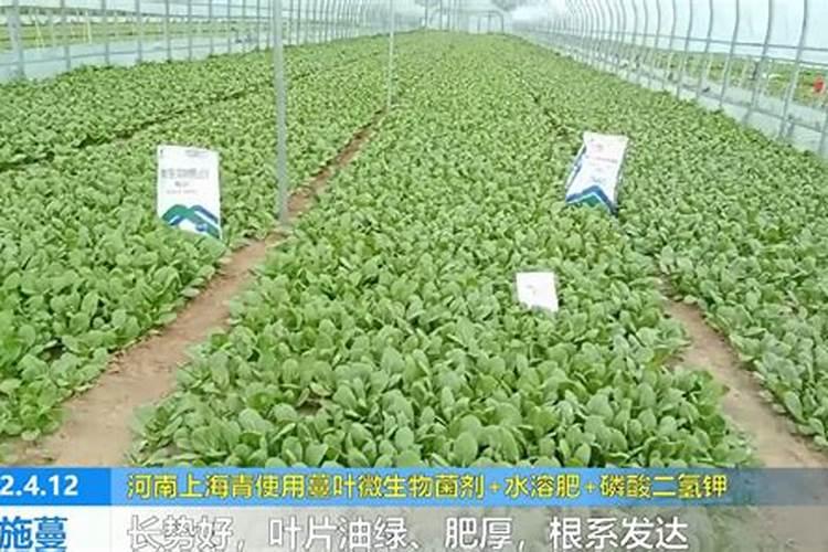 千手观音多久浇一次水 千手观音浇水频率需掌握