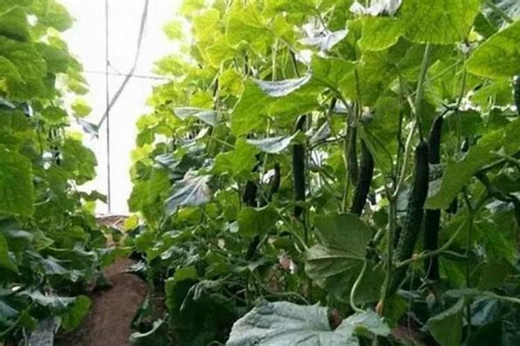 黄瓜描什么肥料使秧子叶又黑又壮