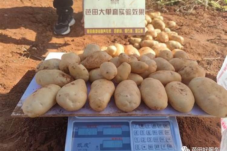 君子兰夹箭用什么肥