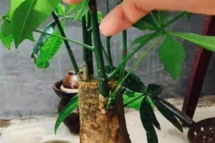 发财树浇什么水长得快