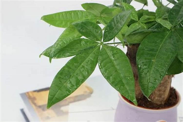 发财树浇什么水长得快