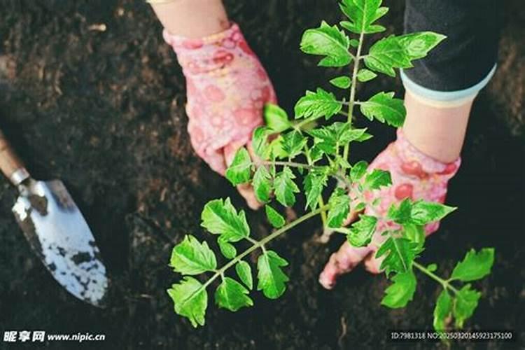 磷肥的最佳使用时间 磷肥有生根作用吗
