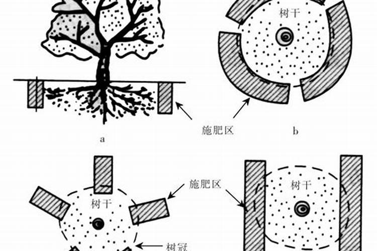 果树补钙用什么肥料？