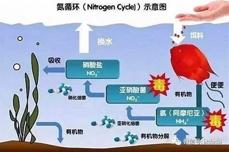 硝酸盐氮和氨氮有什么区别？