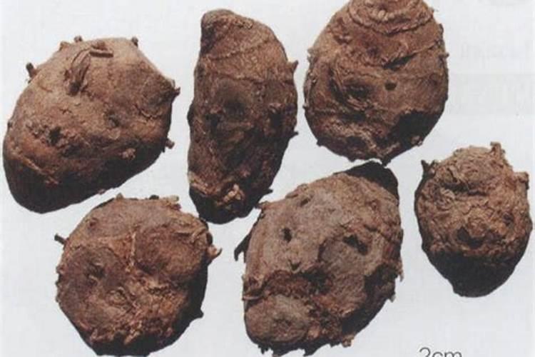 莪术用什么肥料高产 莪术的种植方法