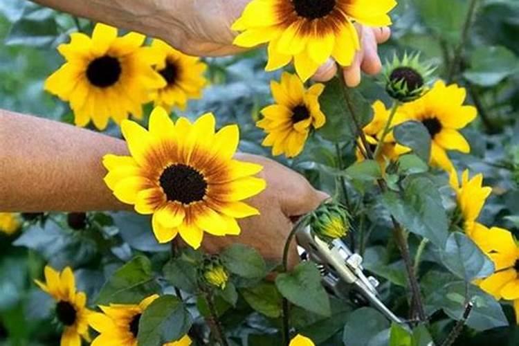 向日葵施什么肥最好