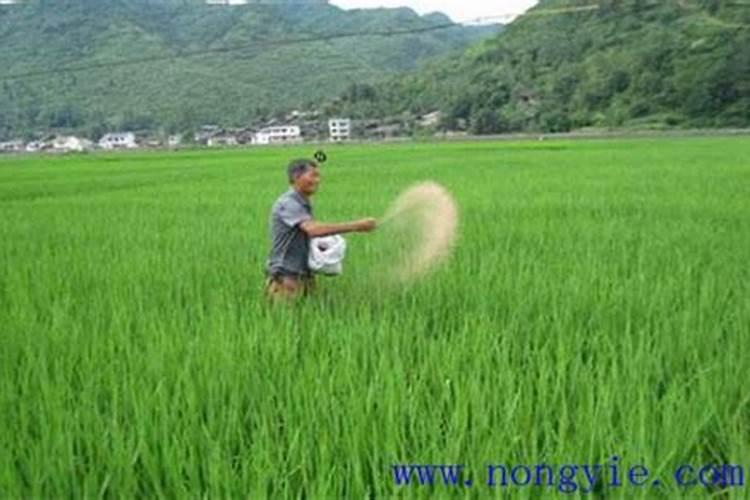 水稻锌肥用什么肥料
