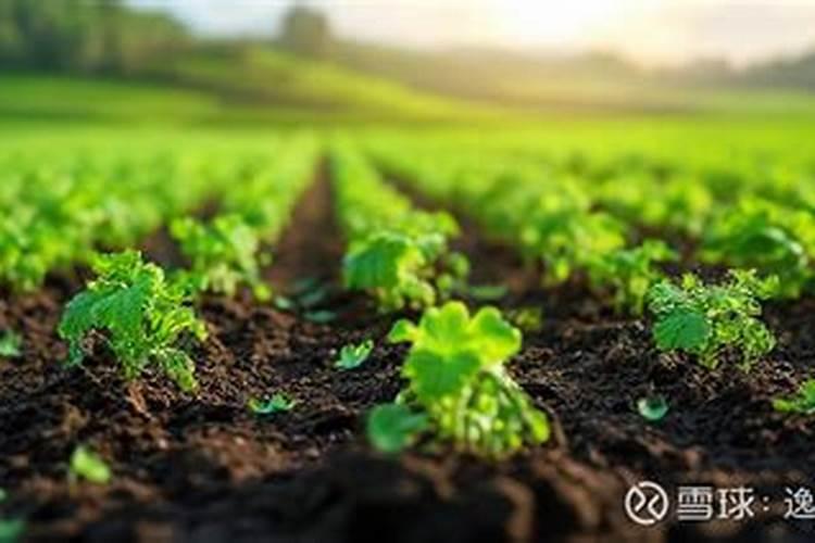 硅肥该怎样用在烟草种植上,底肥还是喷施。