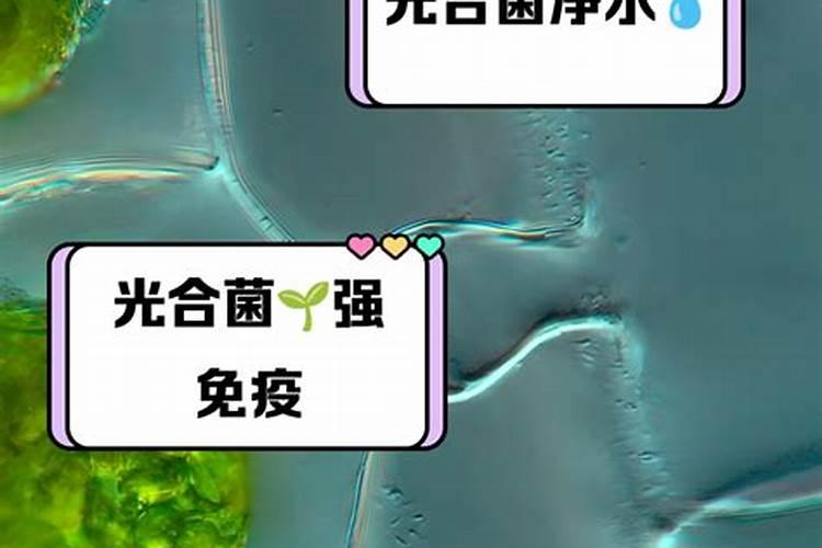 鱼塘水变黑怎样处理