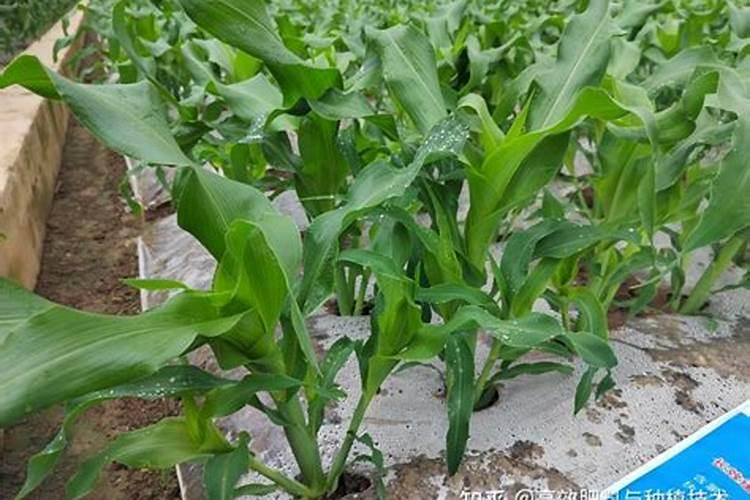 玉米老不长,联创808,种的晚,带种肥了,控释肥金正大,根系很好