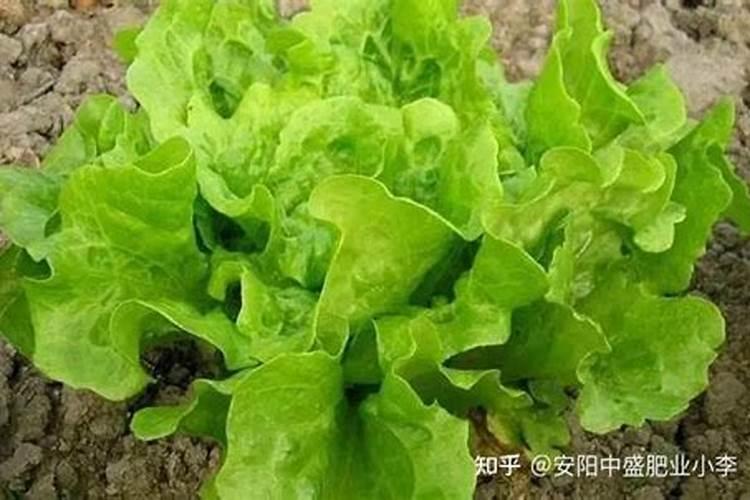 生菜施什么肥最好