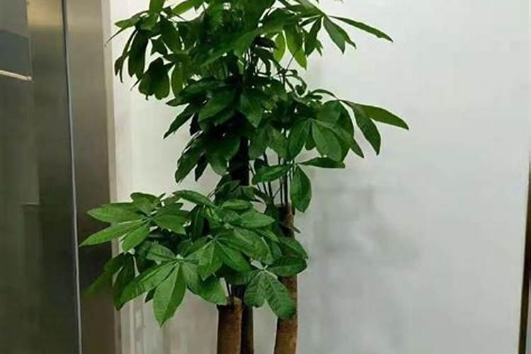 常见的氮肥有哪些？