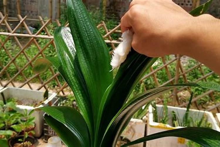 兰花叶片长青苔怎么养护才能根治