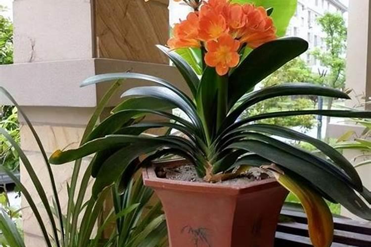 君子兰用什么花肥好、君子兰催花用什么最好