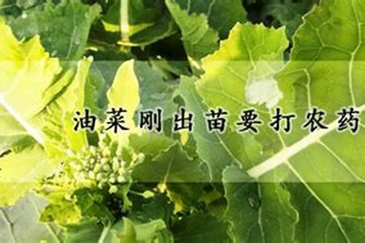 油菜施肥时间及方法