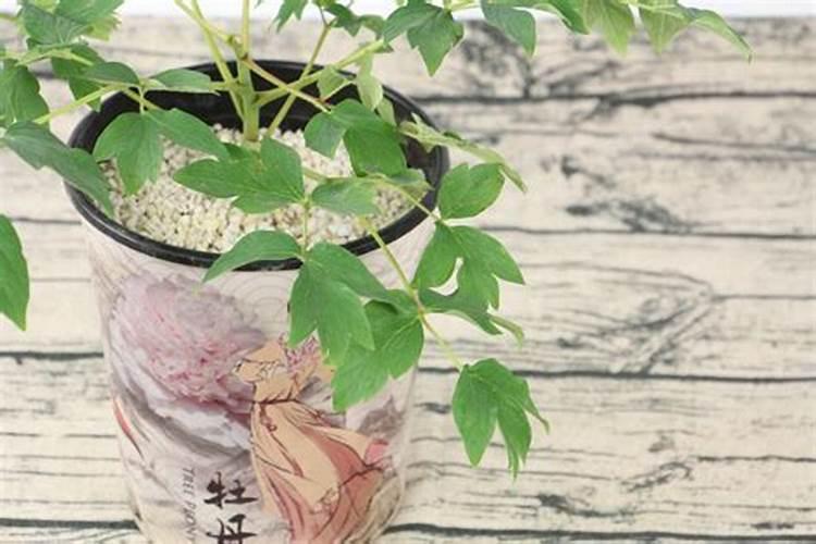 多肉控水一般控多久多肉