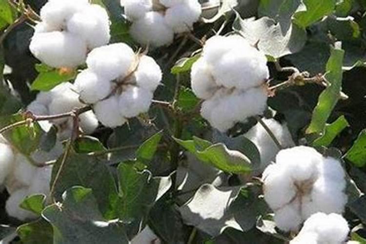 棉花早衰补救方法