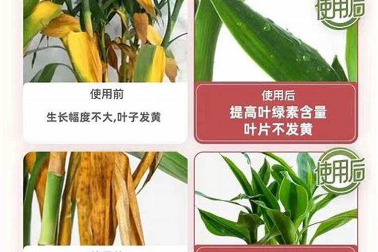 观音竹怎样水培生根快 观音竹如何水培生根快