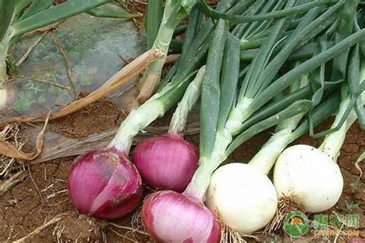 想要洋葱高产,给洋葱叶面喷施什么肥料比较好呢？