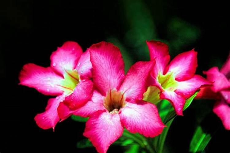 不用浇水不用施肥的花不用浇水施肥也能茁壮成长的是什么