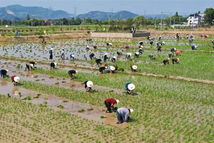 谷雨时节小麦该怎么管理