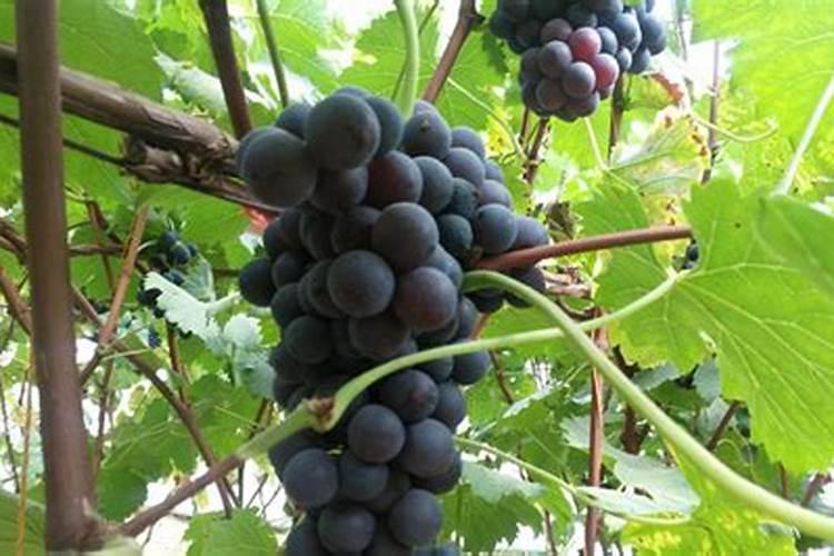 葡萄园怎么施肥最省力