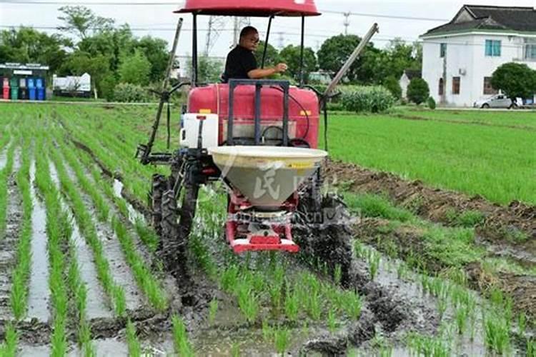 稻子怎么种植的产量最大？收益最高？