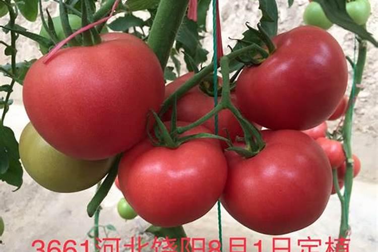 以色列进口肥料有哪些