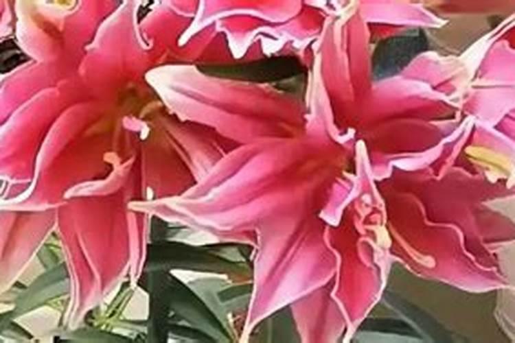 香水百合怎么施肥