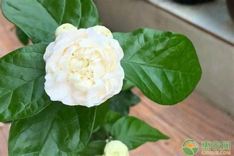 茉莉花叶子干枯的原因