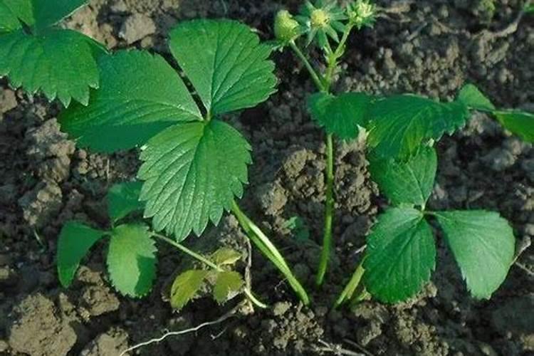 草莓不开花的原因是什么怎么解决