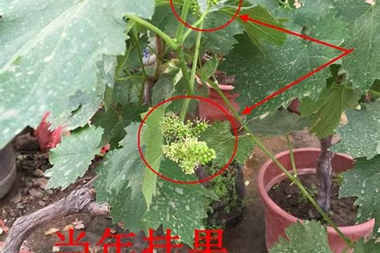 第一年葡萄小苗施什么肥(刚种葡萄苗用什么肥料长得快)