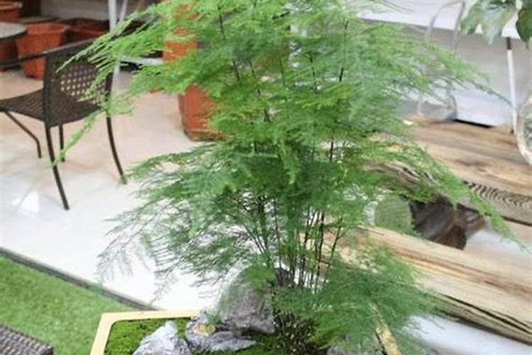 文竹水培方法和注意事项