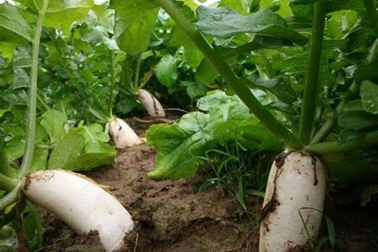 青萝卜用什么肥料好