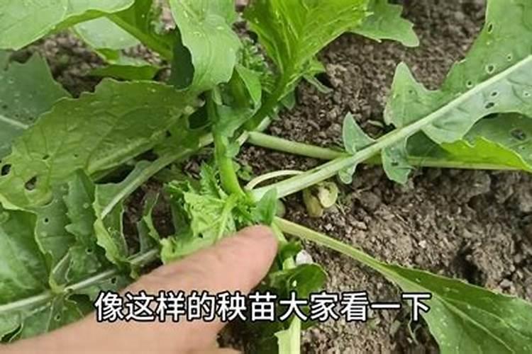 萝卜如何实现高产怎么施肥好？用根茎块膨大剂好吗