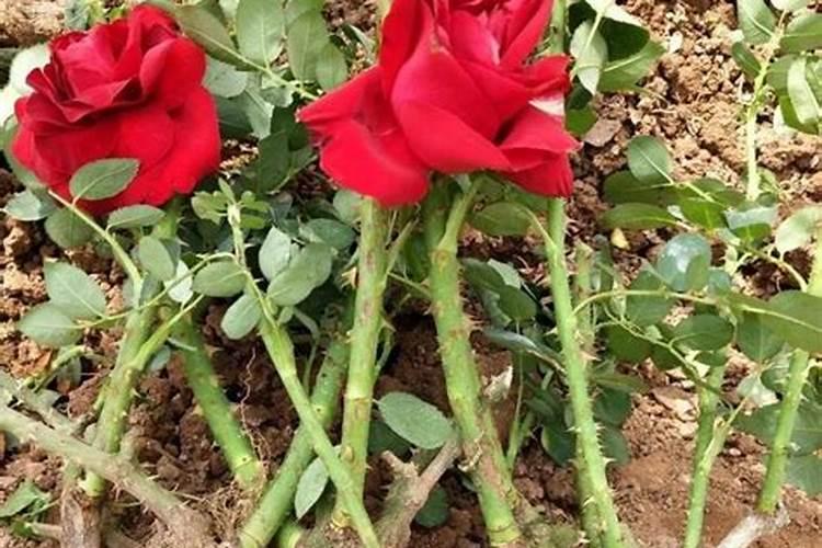 月季老桩多久发芽？