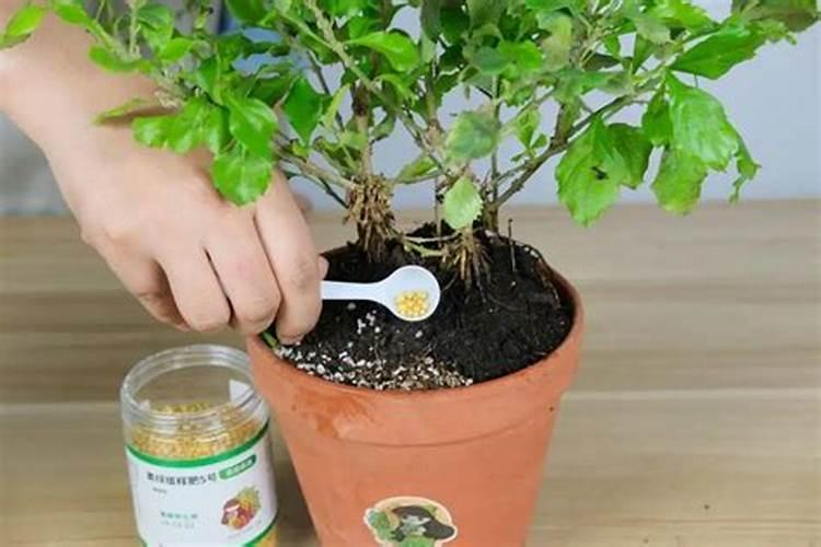 多肉植物如何施肥 多肉植物肥料自制方法