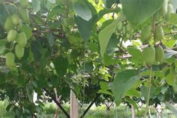 软枣猕猴桃萌芽前施什么肥