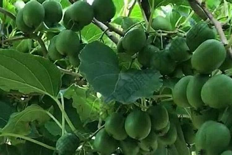 软枣猕猴桃栽培技术要点及注意事项