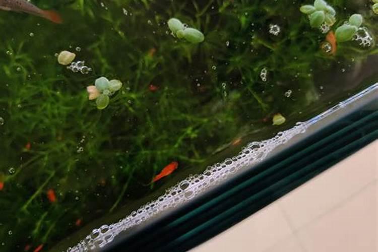 泡沫箱种菜要注意什么