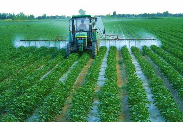 大豆用什么叶面肥好？喷洒要注意什么呢