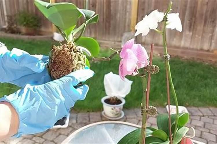 蝴蝶兰花的养护管理方法