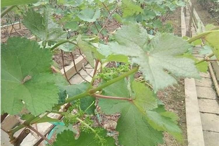 葡萄树需要哪些肥料