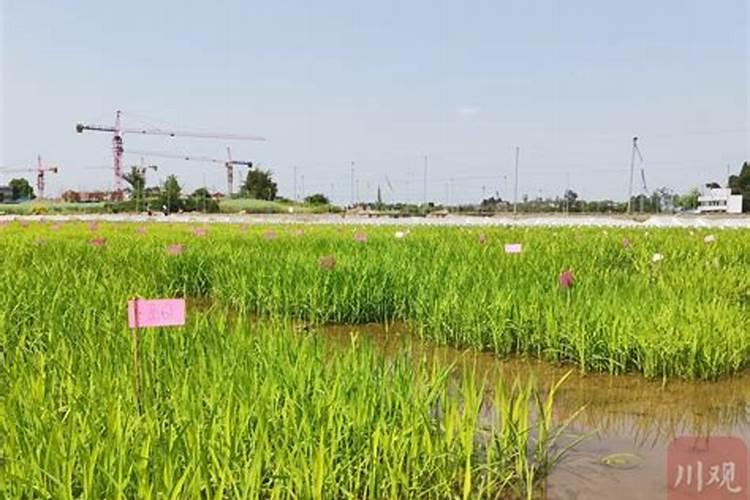 水稻怎么施尿素肥最好