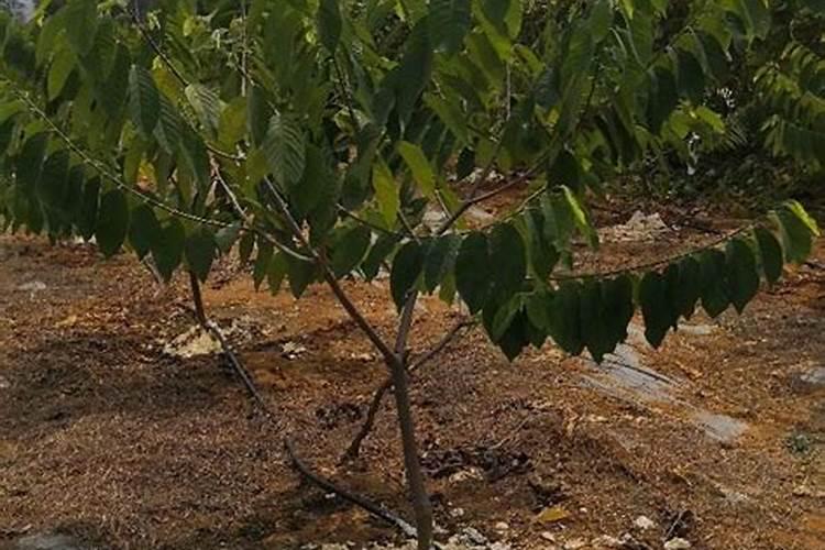 榨菜心叶卷用什么农药最好