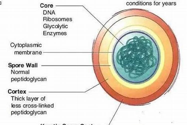 早上用磷肥下午可以用芽孢杆菌吗
